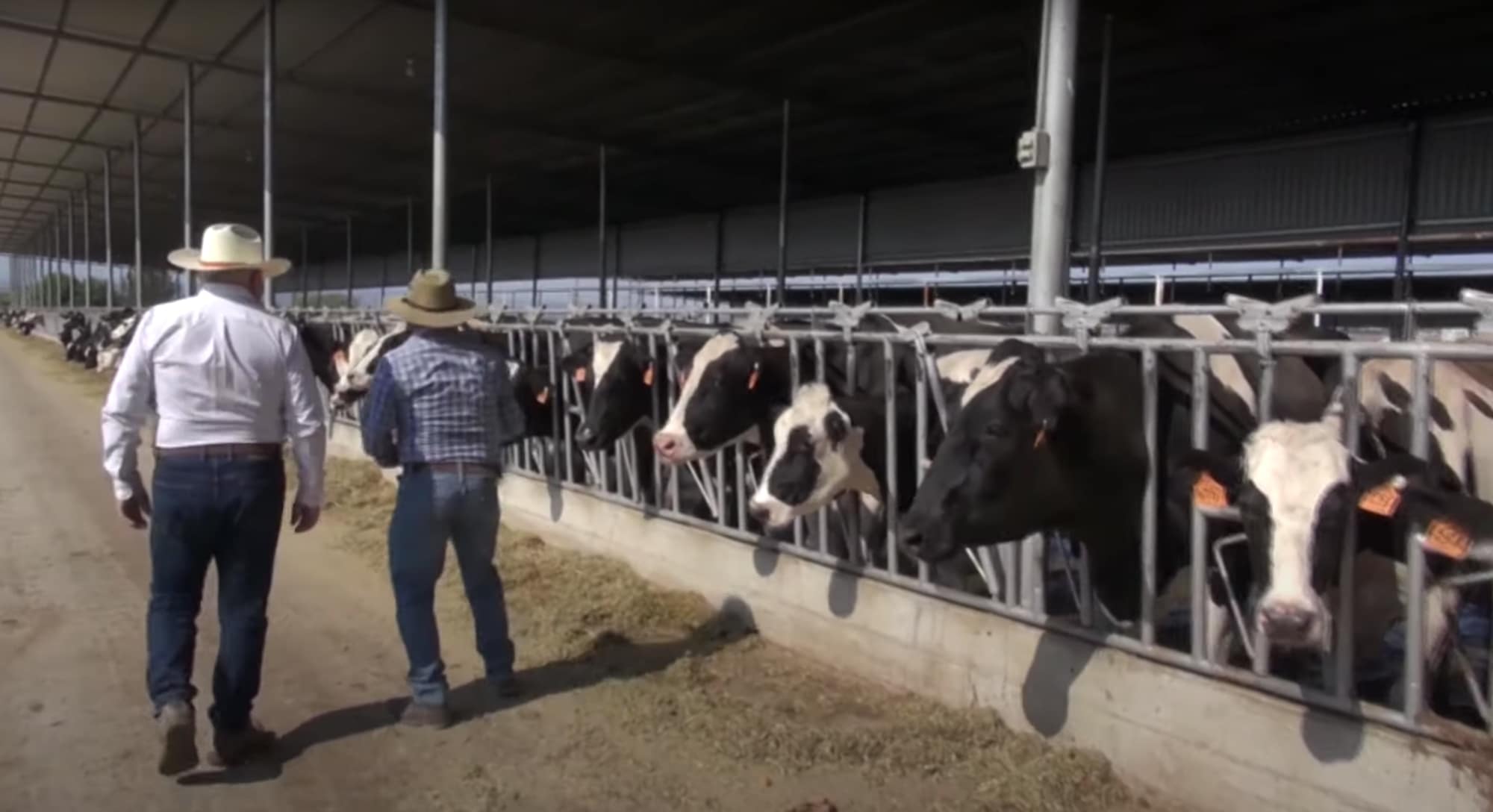 VIDEO: Cómo Una ganadería lechera en México usa la tecnología para potenciar sus resultados