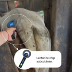 Lector uso resultado